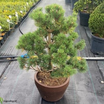 Pinus Sylvestris, Borovica lesná, kont. C35L, výška: 80-100 cm (-30°C) - BONSAJ 