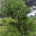 Pinus nigra - Borovica čierna ´AUSTRIACIA´ kont. C230L, výška 250 cm+ - BONSAJ