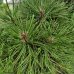 Pinus nigra - Borovica čierna ´AUSTRIACIA´ kont. C230L, výška 250 cm+ - BONSAJ