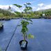 Rubus fruticosus, Černica nepichľavá ´BLACK SATIN´. kont.1.5L, výška: 40-70 cm