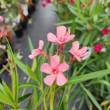 Nerium oleander, oleander ružový, kont. C9.5L, výška: 80-100 cm (-5°C)