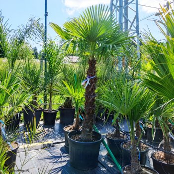 Trachycarpus Fortunei (Palma konopná) kont. C90L, výška kmeňa: 120-140 cm, celková výška: 180-220 cm (-17°C)