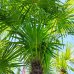 Trachycarpus Fortunei (Palma konopná) kont. C110L, výška kmeňa: 160-180 cm, celková výška: 200-250 cm (-17°C)