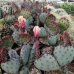 Opuntia, Opuncia ´MACROCENTRA´ kont. C3L, výška 30-40 cm (-2°C)  
