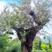 Olea Europea, Olivovník európsky, obvod kmeňa 120/150 cm, výška: 300+cm (-12°C) - BONSAJ