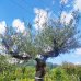 Olea europaea, Olivovník európsky, kont.C285L, výška 200+ cm, obvod kmeňa 40-70 cm (-12°C) - BONSAJ