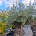 Olea europaea, Olivovník európsky,  výška 220+ cm, obvod kmeňa 140-160 cm (-12°C) - BONSAJ