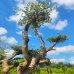 Olea europaea, Olivovník európsky, kont.C500L, výška 180+ cm, obvod kmeňa 80-100 cm (-12°C) - BONSAJ