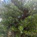 Olea europaea, Olivovník európsky, výška 210-230 cm, obvod kmeňa 90-110 cm (-12°C) - BONSAJ DVOJIČKY