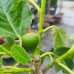Ficus Carica, Figovník jedlý ´BROGIOTTO BIANCO´, kont. C10L, výška: 130-160 cm (-16°C)