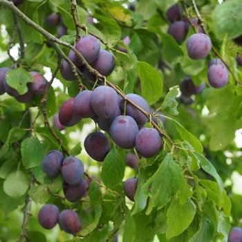 Prunus domestica, Slivka ´STANLEY´, kont.C10L, výška: 140-170 cm, obvod kmeňa: 4/6 cm (stredne skorá)