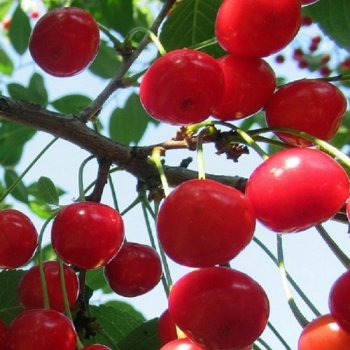 Prunus cerasus, Višňa ´KELLERIS´ voľnokorenná, výška: 130-160 cm (neskorá) 