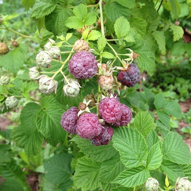 Rubus idaeus, Malina fialová ´GLEN COE´, kont. C1,5L, výška: 30-50 cm