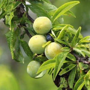 Prunus domestica subsp. italica, Ringlota ´ONTARIO´ voľnokorenná, výška: 150-190 cm (skorá) 