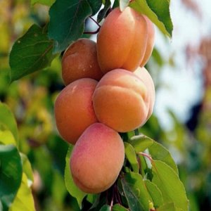 Prunus armeniaca, Marhuľa ´SOMO´ voľnokorenná, výška: 180-220 cm (neskorá) 