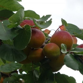 Prunus armeniaca, Marhuľa ´EARLY ORANGE´ voľnokorenná, výška: 80-90 cm (stredne skorá) 