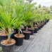 Trachycarpus Fortunei (Palma konopná) kont. C20L, výška kmeňa: 15-25 cm, celková výška: 60-80 cm (-17°C) 