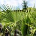 Trachycarpus Fortunei (Palma konopná) kont. C25L, výška kmeňa: 30-40 cm, celková výška: 80-100 cm (-17°C)