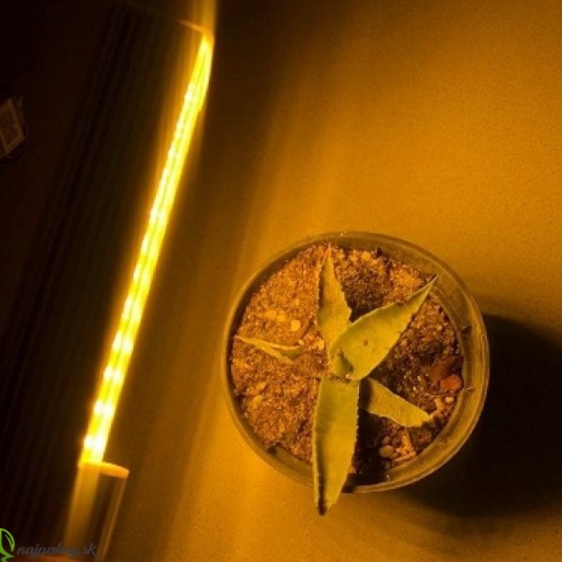 PROFI LED GROW žiarovka pre všetky rastliny, E27, SUNLIGHT (10W)