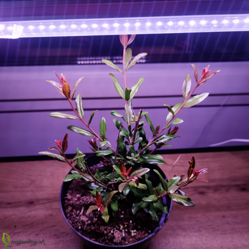 60 cm - LED GROW trubica pre rast rastlín, plné spektrum (10W)