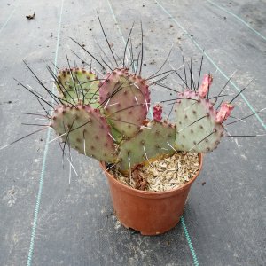 Opuntia, Opuncia ´MACROCENTRA´ kont. C3L, výška 30-40 cm (-2°C)  