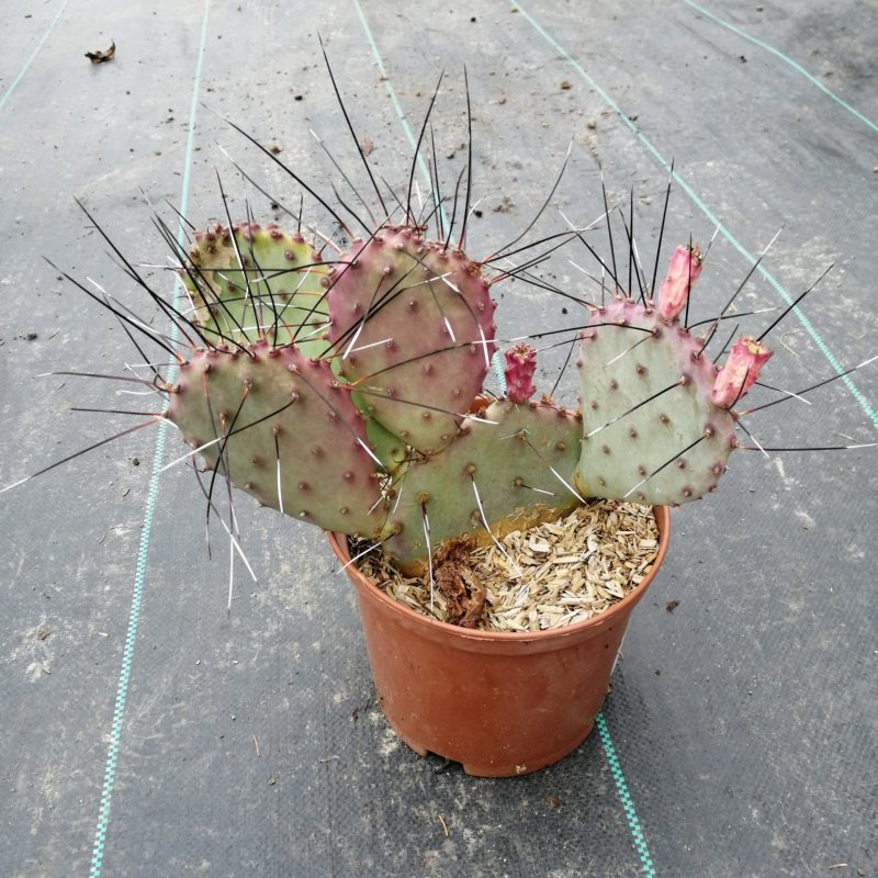Opuntia, Opuncia ´MACROCENTRA´ kont. C3L, výška 30-40 cm (-2°C)  