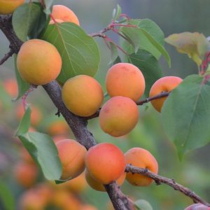 Prunus armeniaca, (Marhuľa obyčajná) ´BERGERON´ - ∅ kmienka 4/6 cm, neskorá, výška: 130-150 cm, kont. C6L