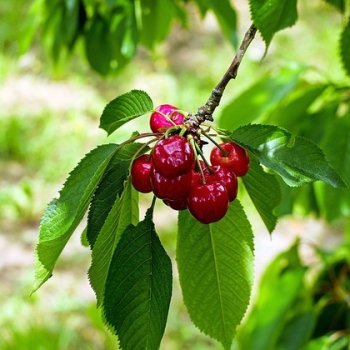 Prunus cerasus x fruticosal, Kríková višňa 'CARMINE JEWEL' kont. C2L, výška: 50-80 cm (-35°C)