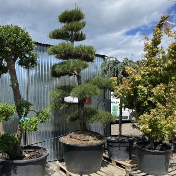 Pinus Nigra, Borovica čierna ´NIGRA´ kont. C500L, výška: 250-300 cm – BONSAJ (-34°C)
