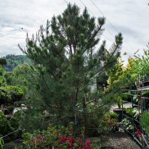 Pinus nigra - Borovica čierna ´AUSTRIACIA´ kont. C130L, výška 250-300 cm, šírka 280-300 cm, obvod kmeňa 20/25 cm