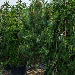 Pinus nigra - Borovica čierna ´OREGON GREEN´ kont. C35L, výška 150-175 cm