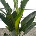 Strelitzia Nicolai (Strelícia Nikolaj) kont. C25L, výška: 180-200 cm 