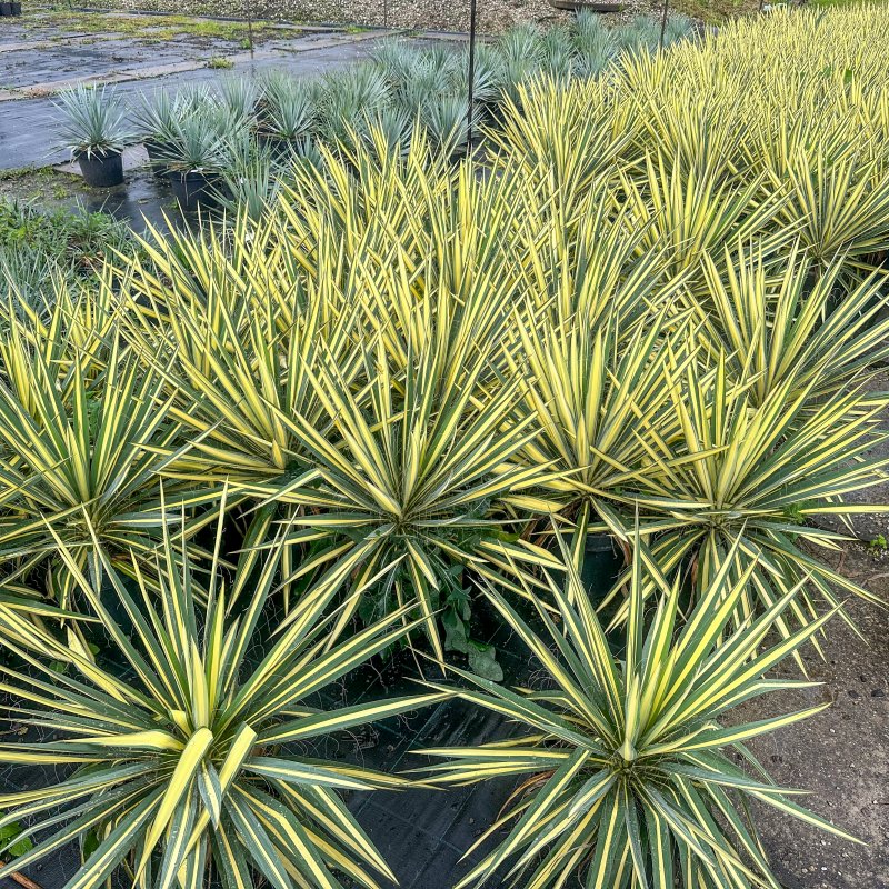 Yuccca filamentosa (Juka vláknitá) ´COLOR GUARD´ - kont. C7L,  výška 40-50 cm (-25°C)