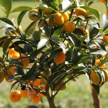 Citrus japonica (Kumquat ) ´FORTUNELLA MARGARITA´ - výška 120-150 cm, obvod kmeňa 4/6 cm, kont. C10L
