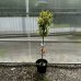 Fortunella margarita (Citrus japonica) ´FORTUNELLA MARGARITA´ -  kont. C30L výška 90-100 cm