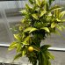 Fortunella margarita (Citrus japonica) ´FORTUNELLA MARGARITA´ -  kont. C30L výška 90-100 cm