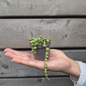 Senecio rowleyanus (Starček ) ´VARIEGATA´ - ⌀ 5 cm, kont. P6