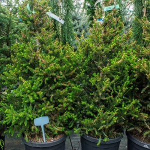 Picea abies - Smrek obyčajný ´WILLS ZWERG´, kont. C30L, výška 100-125 cm
