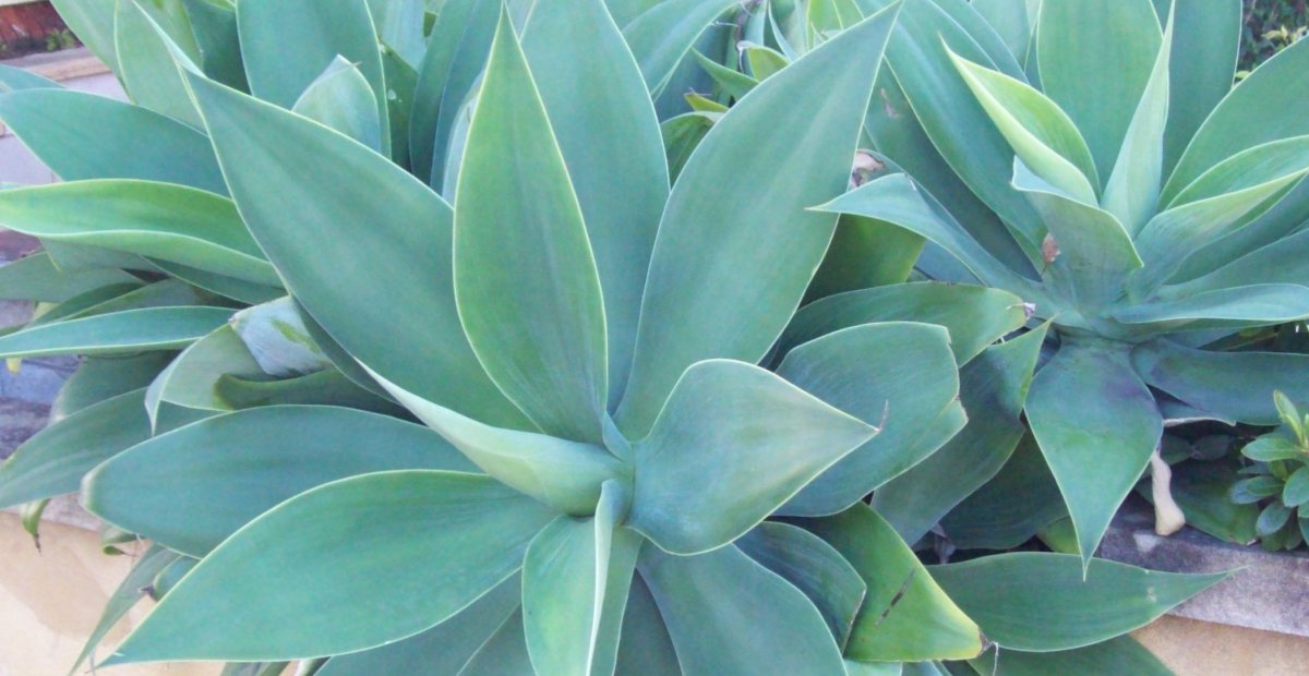 Agave attenuata: všetko, čo o nej potrebujete vedieť
