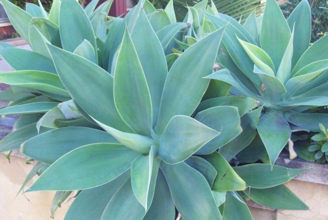 Agave attenuata: všetko, čo o nej potrebujete vedieť