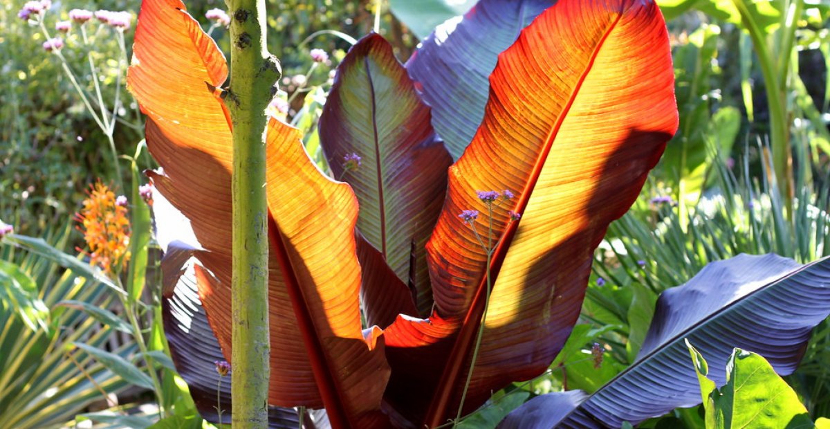 Banánovník Maurelii: pestovanie, starostlivosť a zimovanie v našich podmienkach