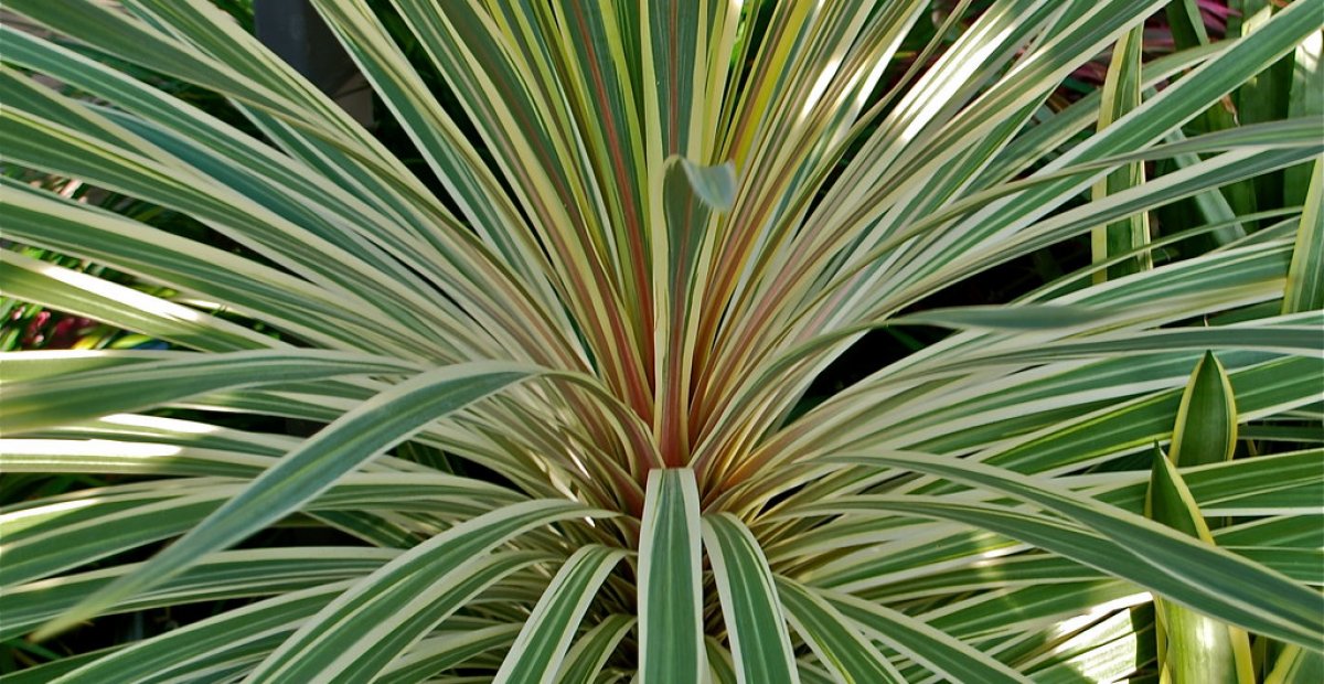 Kordylína austrálska: ako pestovať túto exotickú krásku