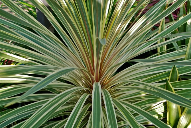 Kordylína austrálska: ako pestovať túto exotickú krásku