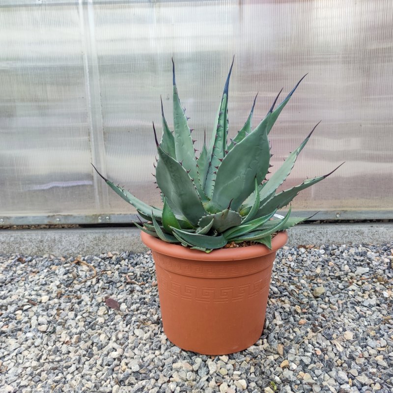 Agáve ´HAVARDIANA´ - kont. C6L, výška 10-15 cm, Ø  20-30 cm, (-23°C)