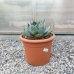 Agave (Agáva) ´PARRYI´ -  kont. C6L, výška 10-15 cm, ⌀ 20-30 cm (-20°C)