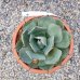 Agave (Agáva) ´PARRYI´ -  kont. C6L, výška 10-15 cm, ⌀ 20-30 cm (-20°C)