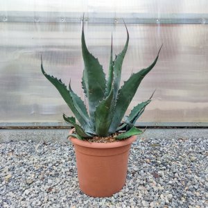 Agave ovatifolia (Agáva oválolistá) ´VANZIE´ -  kont. C6L, výška 15-20 cm, Ø 20-30 cm (-15°C)