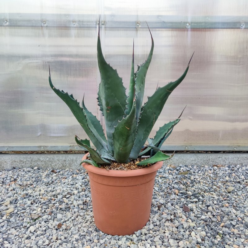 Agave ovatifolia (Agáva oválolistá) ´VANZIE´ -  kont. C6L, výška 15-20 cm, Ø 20-30 cm (-15°C)