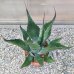Agave ovatifolia (Agáva oválolistá) ´VANZIE´ -  kont. C6L, výška 15-20 cm, Ø 20-30 cm (-15°C)