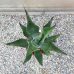 Agave ovatifolia (Agáva oválolistá) ´VANZIE´ -  kont. C6L, výška 15-20 cm, Ø 20-30 cm (-15°C)